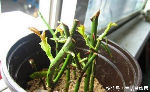 「插穗」扦插生根难？教你“5点”小技巧生根快成活高，但后面没想到
