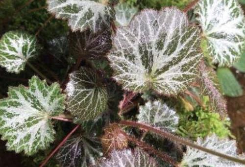  「值钱」小院里有1种“石荷叶”，叶片宽大、圆润，看到别拔，植株值钱！