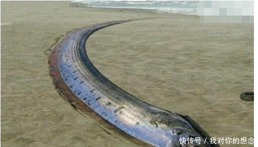 河南铜山湖水怪,100多米长大鱼酷似蟒蛇带两爪