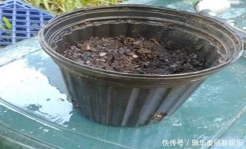 草莓盆栽@摘来的草莓水果还能用来播种,很快就能开花结果