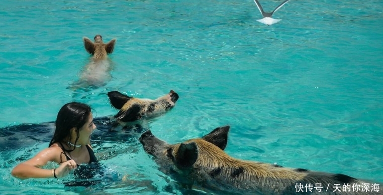世界上最神奇的岛屿, 岛上全是可爱的猪, 走红后岛上却尸横遍野
