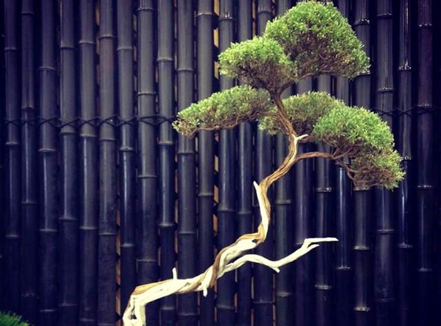 精选花卉:玩盆景,搞懂这十个字,就算入门了