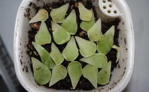  【发芽】5种花太贵，别花“冤枉钱”，剪片叶子丢盆里，20天生根发芽！