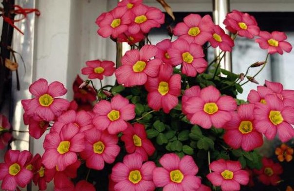 「好看」这几款花朵比菊花还好看,清新高雅,花朵一簇簇,开花繁盛惹人爱