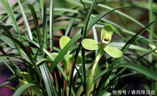 网带:过年送人什么花好盆栽?考拉园艺网带你了解过年如何送人盆栽
