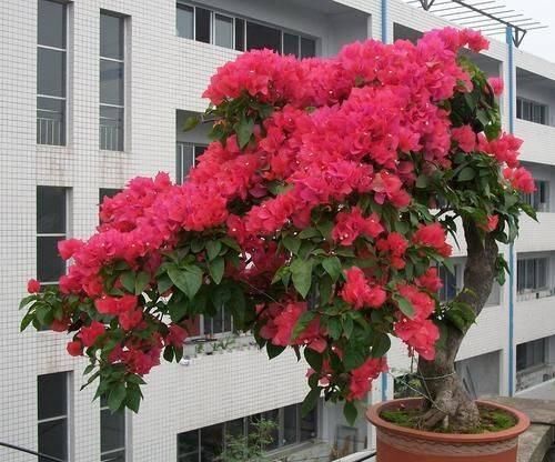 感冒@在家养这几种植物,感冒咳嗽都不用买药啦!