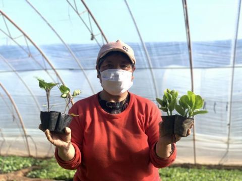  「客户」平谷夏各庄镇传播“老味道“西红杮种植经