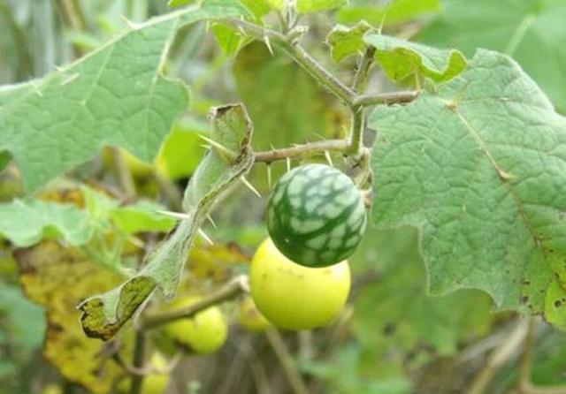 价值:山沟沟一种带刺的野草,名叫“刺天茄”,繁殖快结果子,价值高