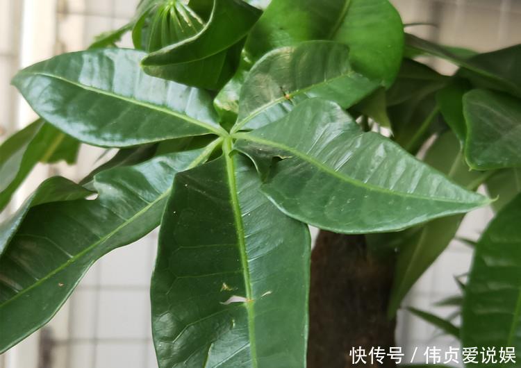  『发财树浇水』家养发财树，学会这“3件事”，轻松养得旺，叶片油绿