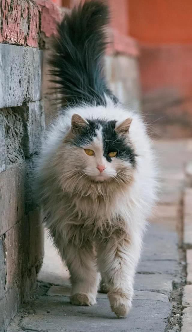 “巨型猫”成网红？拍猫达人教你在故宫看毛茸茸的真“御猫”