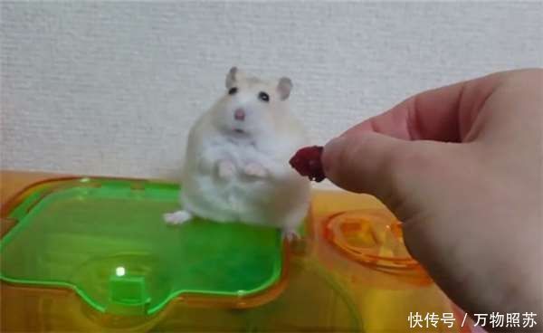 【主人】主人在放饭时拿食物逗弄仓鼠 有骨气的它在下一秒不肯吃了