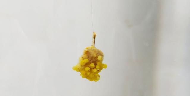  夏季■夏季要想鱼获好，学会“钓草”少不了，短竿也有钓草的绝招
