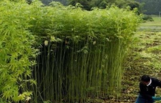 价格高过“黄金”的野草，只有两个地方能种植，价值珍贵能入药