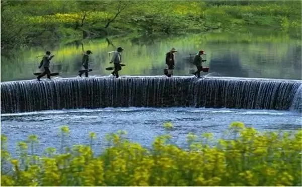 中国最美的油菜花海,油菜花逐渐“染黄”了神州大地