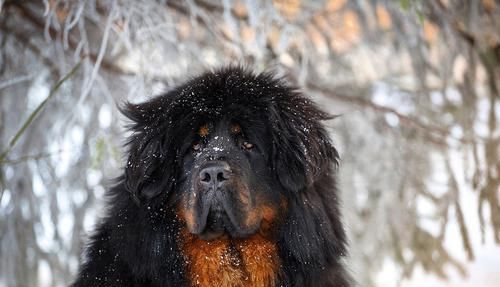 形象■最近《庆余年》动物版海报火了起来，都说这些动物与剧中角色神似
