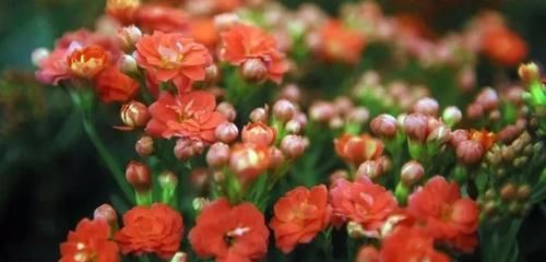  『家里』农历新年家里很适合摆的一些观赏植物，红红火火过鼠年