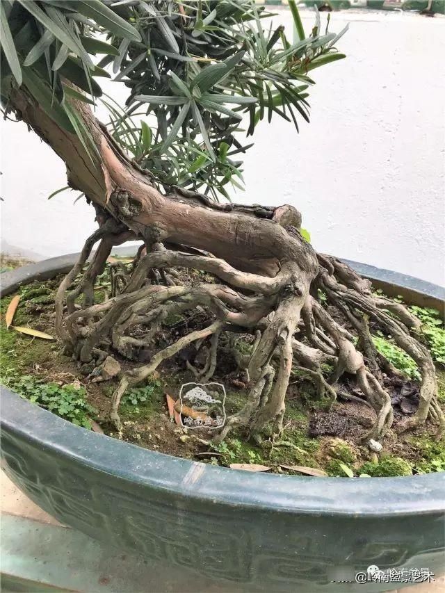  「作品」有年功的盆景，品相好，价值高！