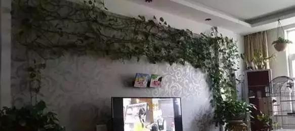  #花友#绿萝虽然很平常，打扮一下也能很惊艳！做一做造型，好看不少哦！
