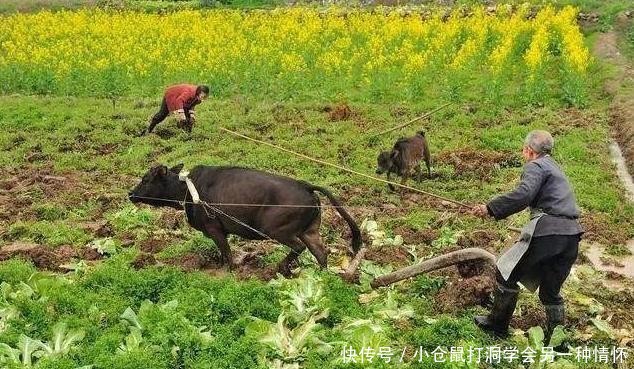  「明年」农村老人说，明年是二龙治水，十人分饼，十一牛耕田，