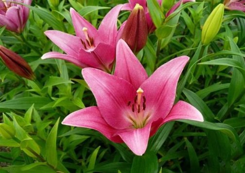 #姊妹花#小阳台就选“姊妹花”,花开易爆盆,瞬间变花海,300天不断花