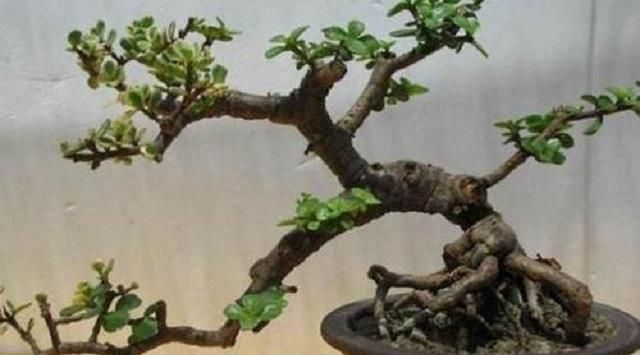  「插进」这种“小绿树”，最适合盘老桩，仅需1根枝条插进土中，1年成盆景