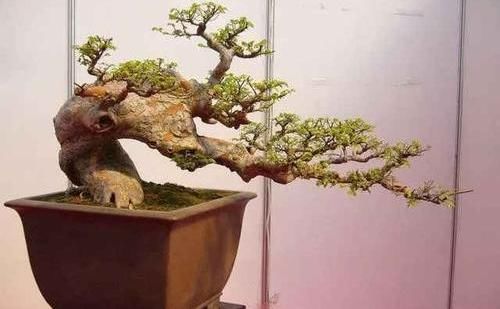  当成盆景■山上捡的“木疙瘩”，种进花盆里，30天长新芽，还能结红果果