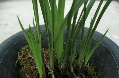  『惊喜不断』垃圾堆捡来烂根的兰花，水苔捂一捂，三个月全是水晶头，朋友羡慕