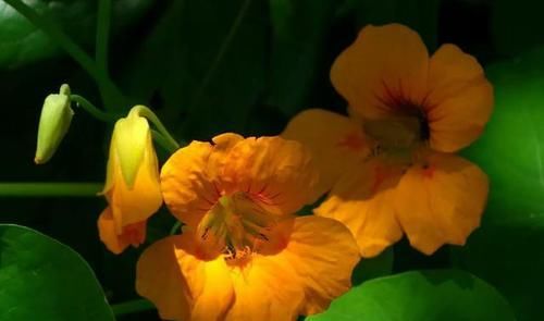 【常见】有一种莲花,不需要水,一年四季都开花,花香色艳,绿化带常见