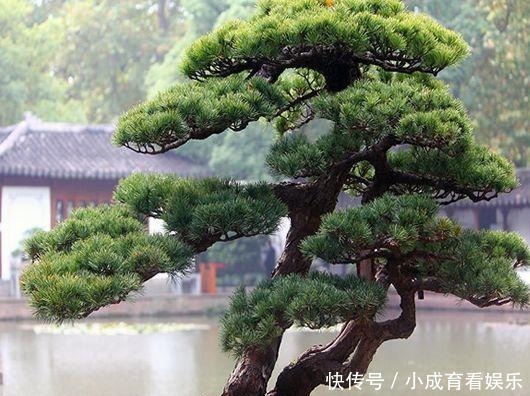 「植物」越“老”越值钱的“3种”植物,花粉都成“天价”,你家有养吗?