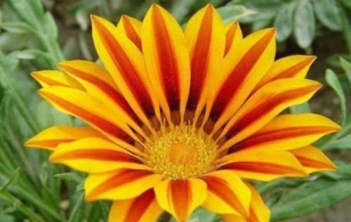 「适合」适合家养的5种花卉,花大色艳,花期长,花量繁多,非常美