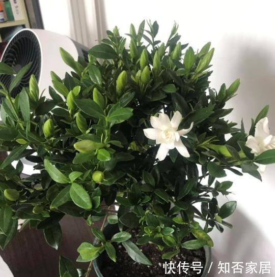 黄泥栀子花|新手想养栀子花,先摸清“门道”,不然买回来黄叶落花苞,难养