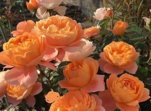  闲时■这些便宜花，最适合阳台养，一年开花200天，闲时天天观花园