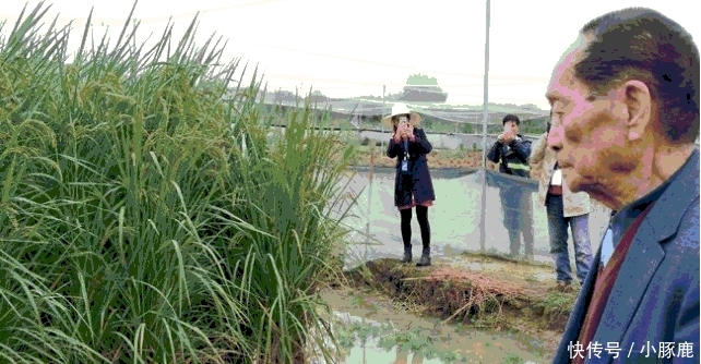 巨型水稻的诞生, 为什么却引来了那么多的担忧?