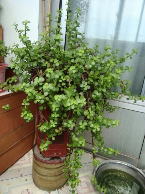  爆满■金枝玉叶晒伤了？换个位置养，3天复元气，泼泼辣辣爆满盆