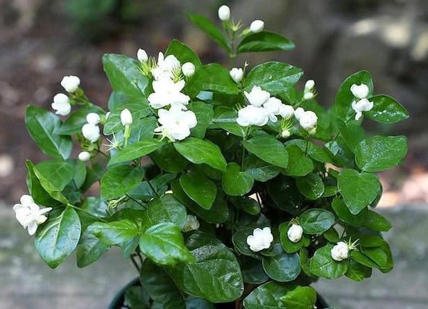  爆满■养栀子花、茉莉花这点最关键，不黄叶掉叶，开花多又香，爆满盆！
