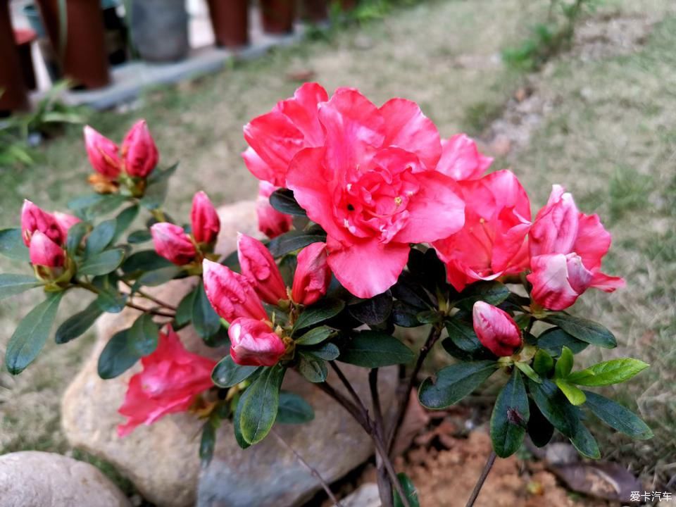  春天@我家的花花草草第十三季-鼠年春天花开满园
