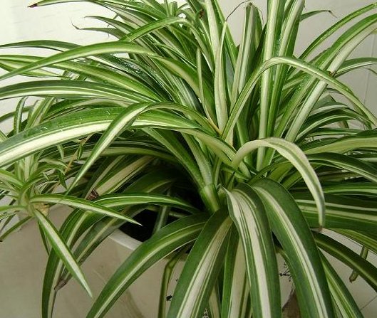  #充足#不知道养什么花，不如养养这些花草吧，在难养浇点水也能养活