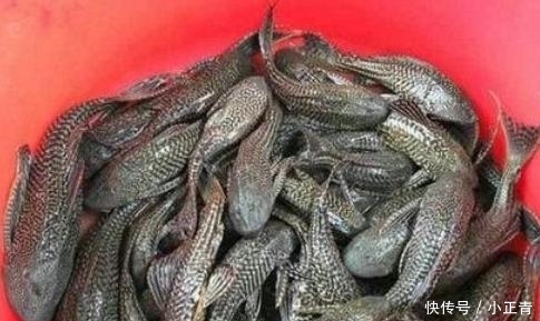  「中国」最牛外来物种, 竟然在中国“泛滥”! 谁能提供好的吃法?