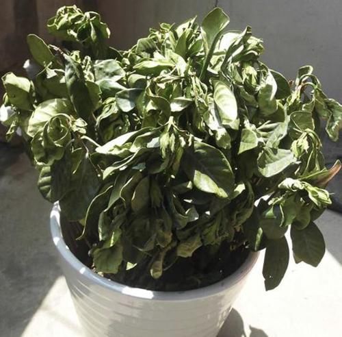  [栀子花]家里养的栀子花，开始枯萎、掉花苞，离不开“4个问题”，别忽视