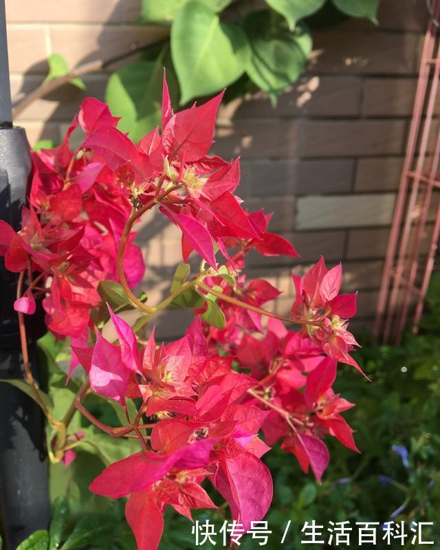 「光照」阳台光照好?养“3种花”,长成窗帘爬上墙,开花一片片,太美了