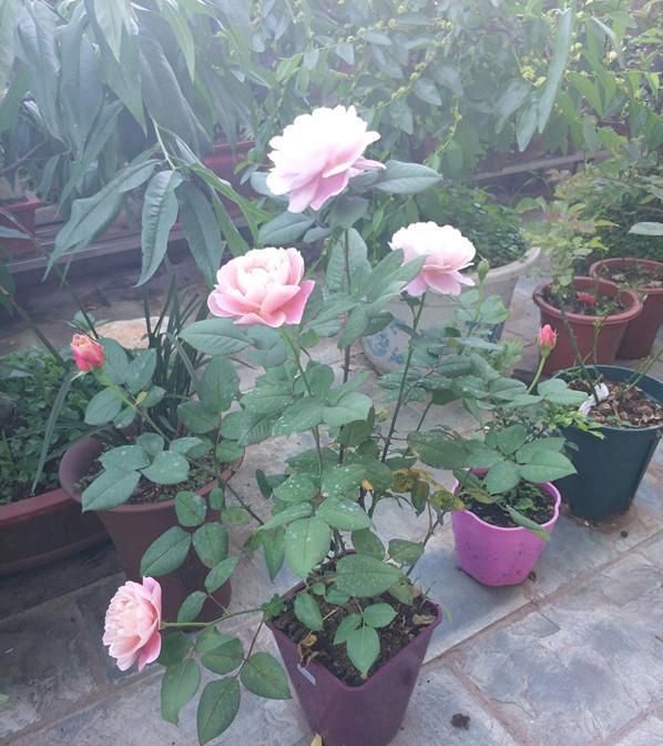 花香:此款木本盆栽花,开花美丽,花香浓郁,四季有花开,养护也容易