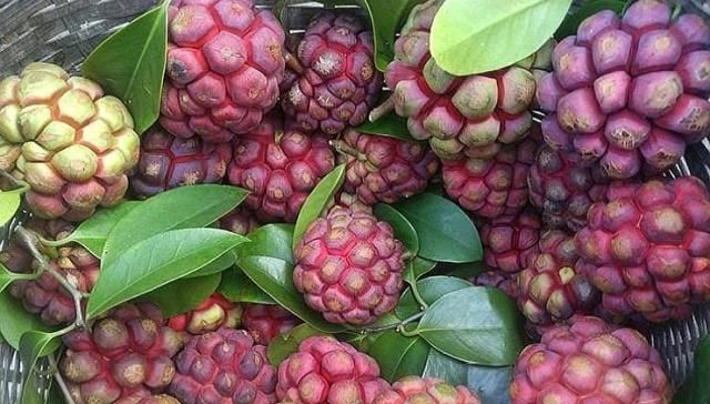  水果@农村一种水果被称为黑老虎，现市场上一斤80元，每亩纯收入