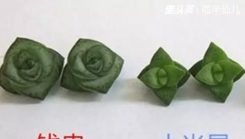  #上名#傻傻分不清的多肉，就看它这儿，一眼就能叫上名！