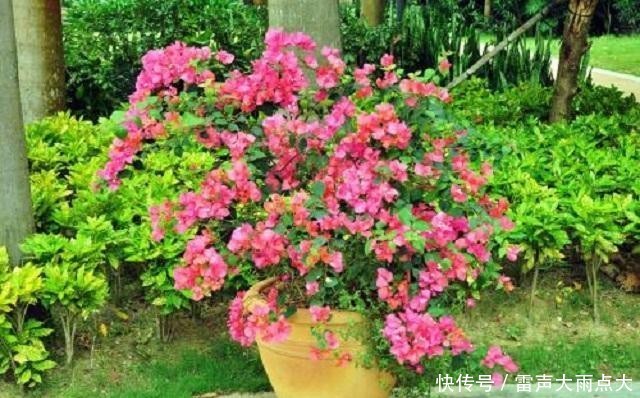 #红艳#家养1棵三角花老桩,枝头开花后红艳诱人,美得晃眼,邻居超羡慕