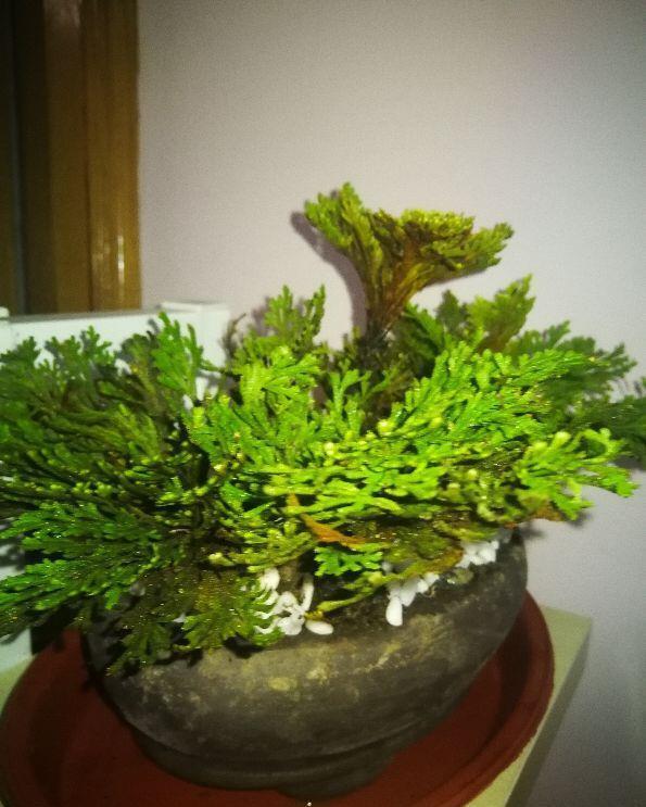  「植物」这花号称“死不了”，干透浇点水，叶子绿油油