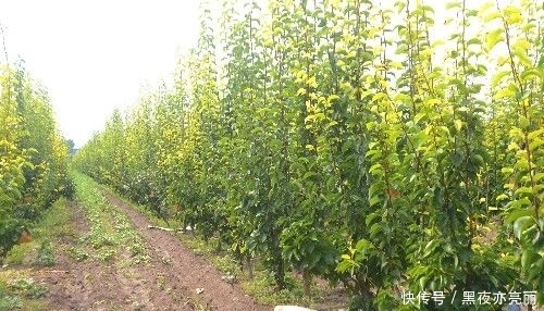  [种植大户]农民投200万种植果树，4年才开始见效益，亲戚朋友全