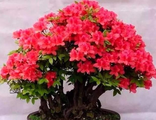  花开满■都说杜鹃花难养，4个养护妙招，不掉一片叶，花开满枝又旺盛