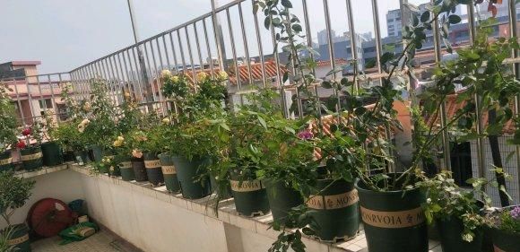  『小黑』盆栽月季花，得了“病虫害”，用点“小黑球”，开花多没有虫