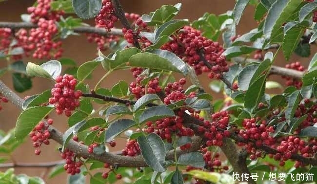 农村里这种树用途广泛，一条树枝就能卖到几百元，很多人却不知道