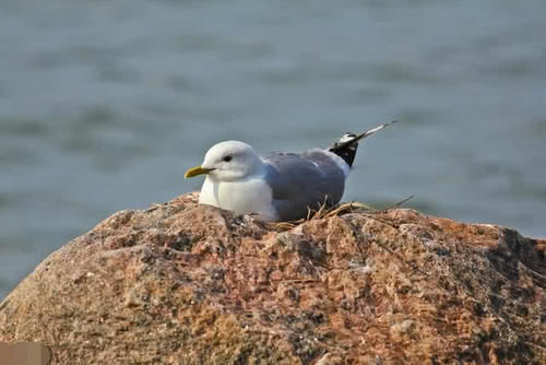  消失：中国一座“会跑”的岛屿，而且越跑越远，可能会消失